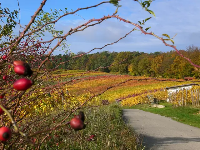 Herbst